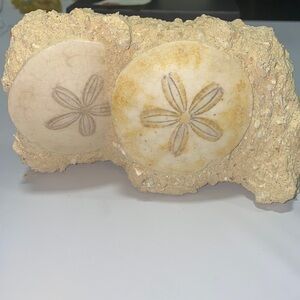 Sand dollar Fossil Specimen ‘E’ - early miocene - D’Angers France - Echinoderm